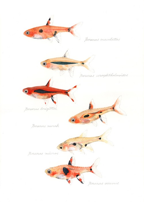 genus Boraras