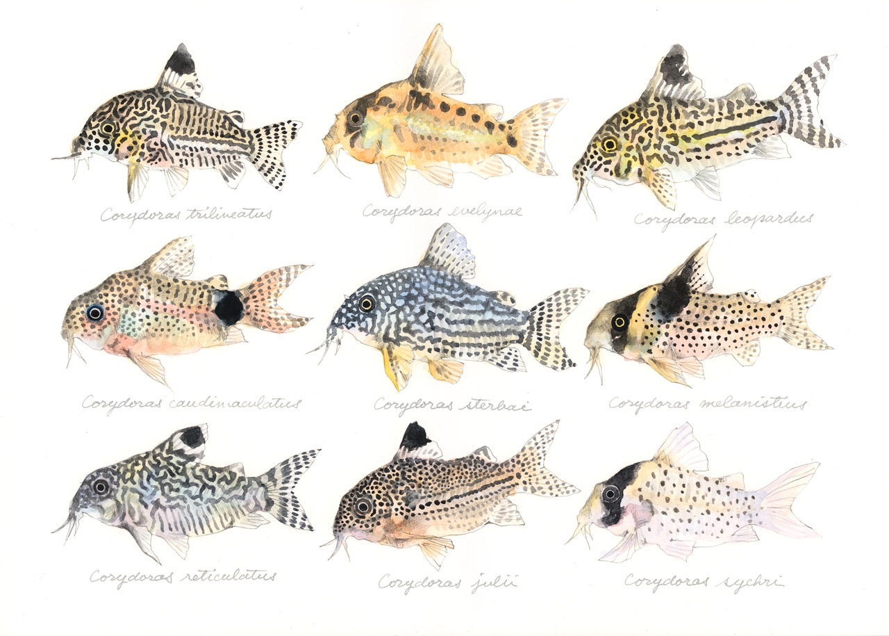コリドラスのなかまたち Genus Corydoras Uonofu 魚の譜