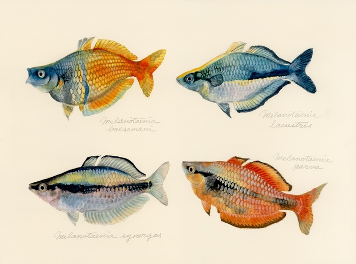 genus Melanotaenia