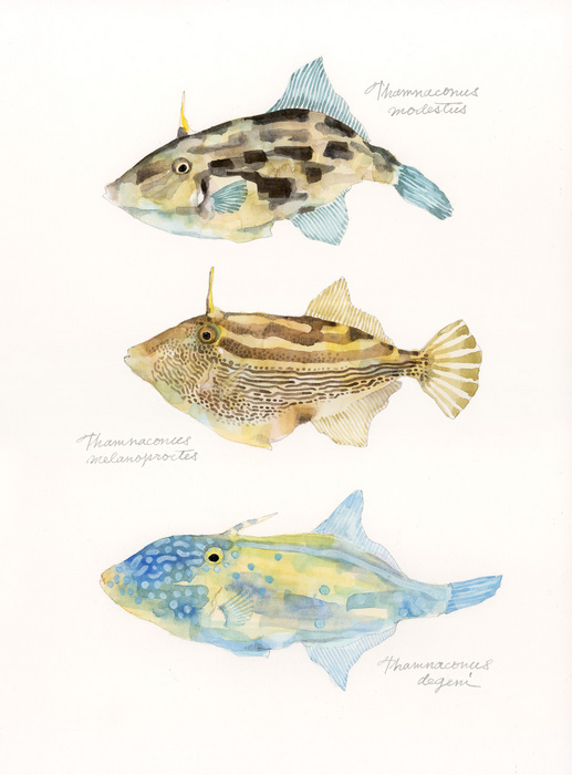 genus Thamnaconus