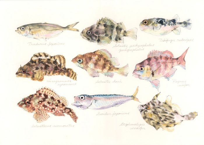 juvenile fish around breakwaters in Japan