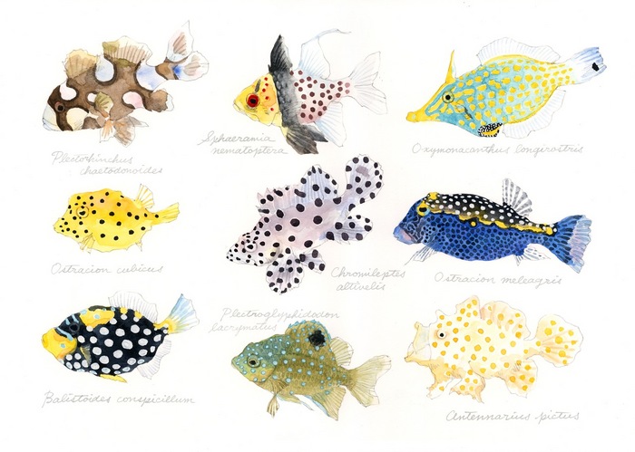 polka-dot fish