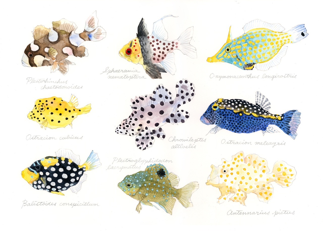 水玉模様の魚 polka-dot fish: uonofu 魚の譜