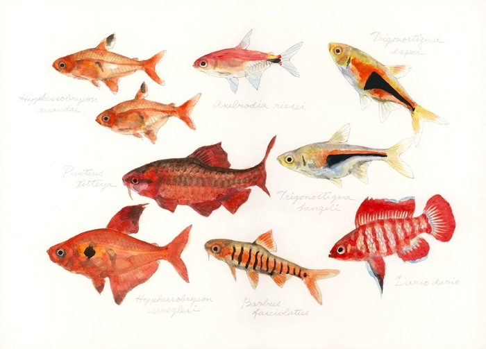 red colored fish