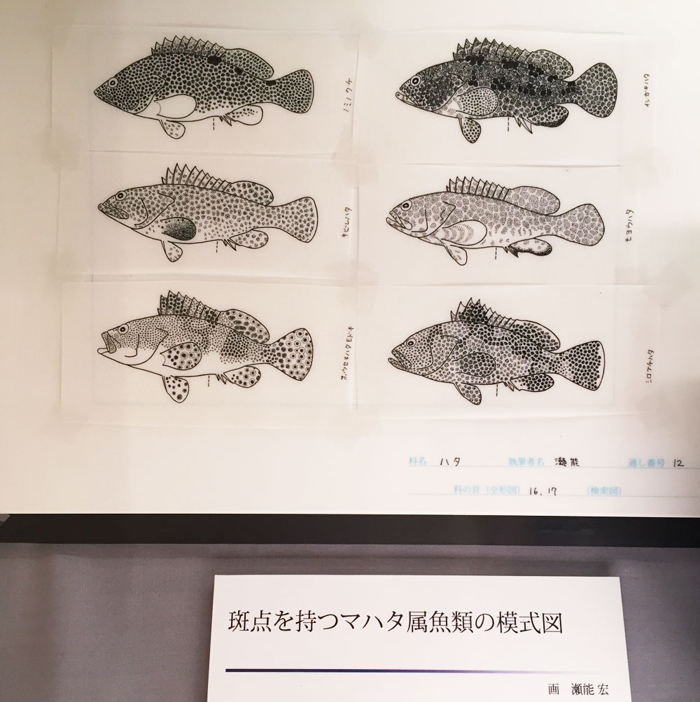魚の模式図